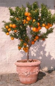 Chinotto - Citrus myrtifolia