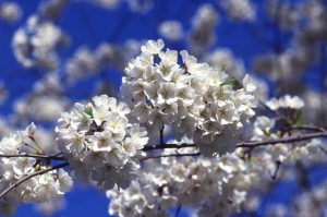 Cereza - Prunus avium