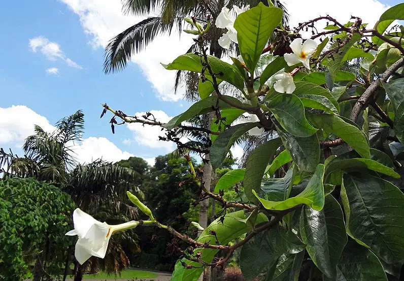 leche de vid-chonemorpha-fragrans-1-1