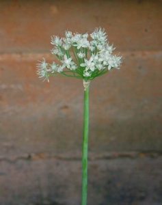 Cebolla - Allium cepa