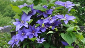 Aprende a cultivar Clematis