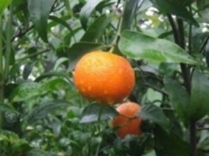 Clementina - Citrus clementina