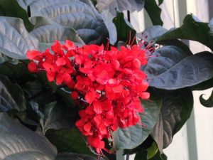 Características y cultivo de Clerodendron rojo (Clerodendrum splendens)