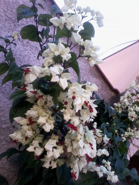 clerodendro