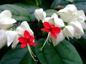 Aprenda a cuidar las lágrimas de Cristo (Clerodendron thomsoniae)