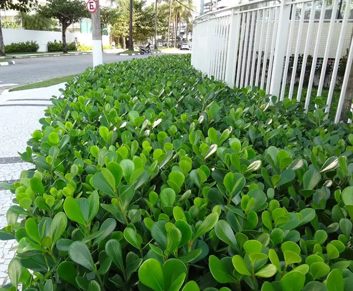 clusia-fluminensis- clusia-fluminensis-