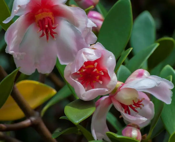 flores-clusias flores-clusias