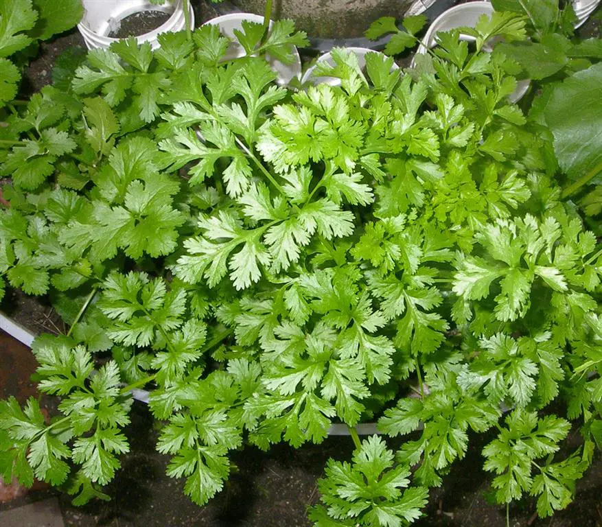 cilantro 