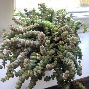 Cómo cultivar suculentas de cuello de bebé (Crassula marnieriana)