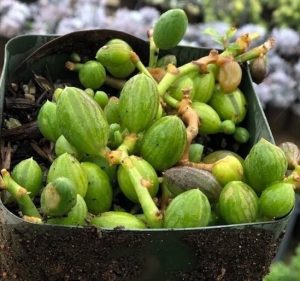 Características y cultivo del Collar de Sandía (Senecio Herreianus)
