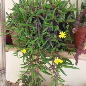 Cómo cultivar suculentas y elegir la correcta