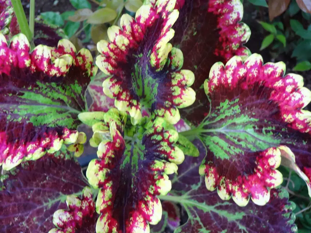 coleus0-