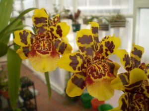 Información básica sobre las especies de Orquídea Colmanara (Gato montés de Colmanara)
