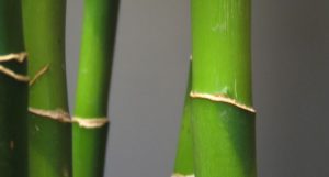 Cultivo de cañas de bambú