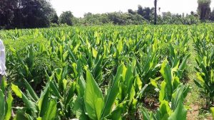 Cultivo de plantas de cúrcuma