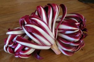 Cultivo de radicchio