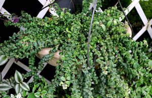 Características de la Columbine rizada (Aeschynanthus rasta)