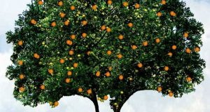 Cómo cultivar la naranja