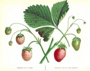 Cómo cultivar fresas