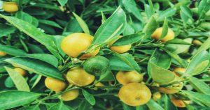 Descubre la guía práctica y sencilla para empezar a cultivar limones en tierra, en macetas y en hidroponía.