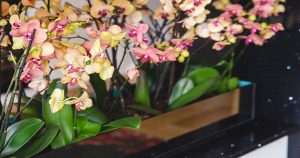 ¿Cómo cultivar orquídeas en casa? Guía de la A a la Z: de la temperatura ideal a la fertilización