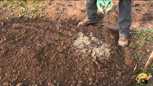 Cómo crear el jardín de invierno.