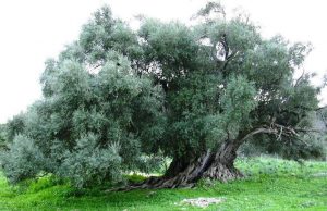 Cómo podar olivos