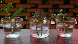 Cómo enraizar plantas en agua para hacer plántulas