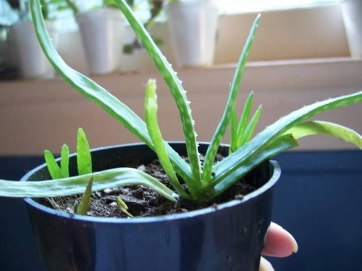 Contraindications Aloe Tips for my garden