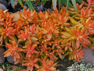 Catacterísticas e cultivo do Coppertone Stonecrop (Sedum nussbaumerianum)