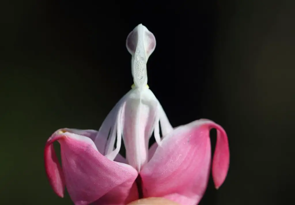 corazón sangrando corazón sangrando