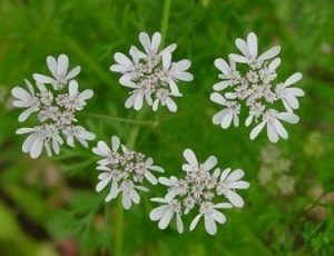 Cilantro - Coriandrum sativum