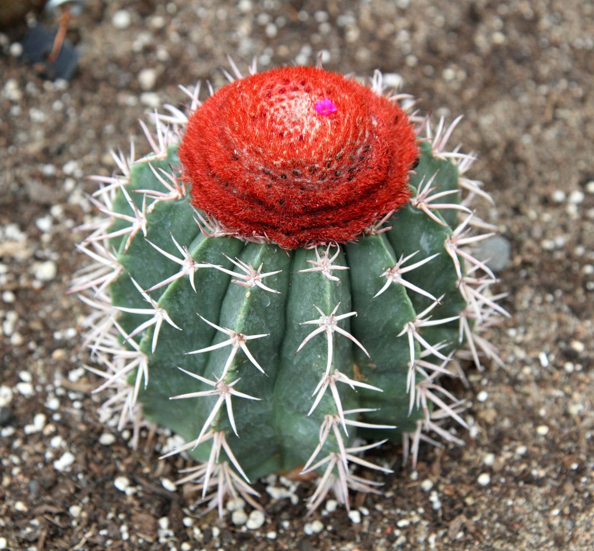 Corona de Fraile-Melocactus