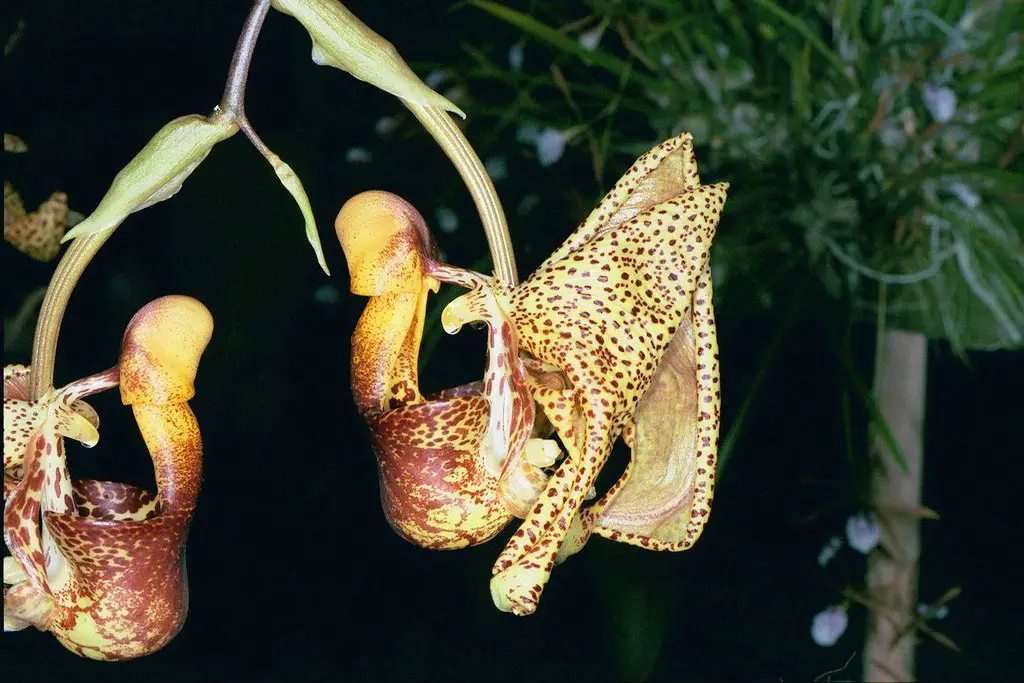 coryanthes-speciosa
