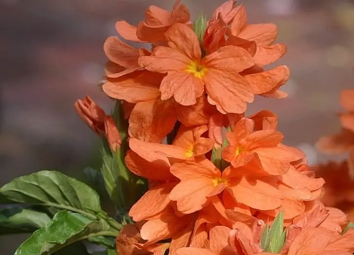 cossandra-1 cossandra-1