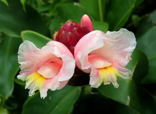 costus-spirilis