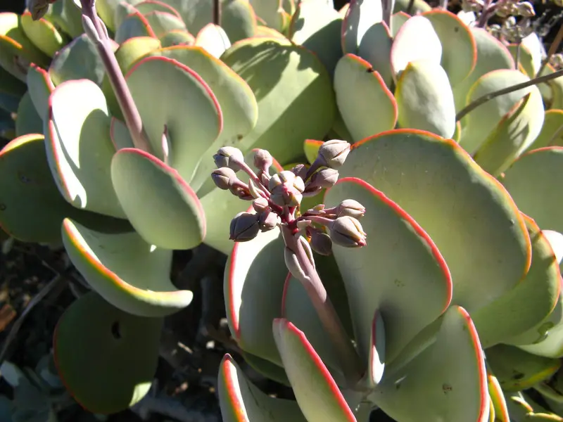 Cotyledon_orbiculata 