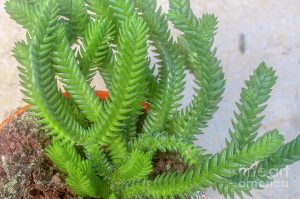 Cuidado de Crassula muscosa