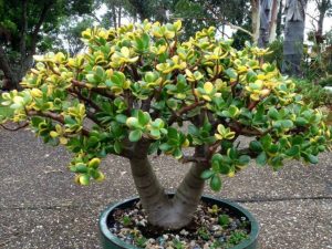 Sepa cómo cuidar y hacer florecer la Planta de Jade (Crassula ovata)