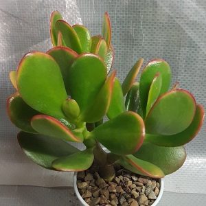 Características de la planta suculenta de jade (Crassula ovata)