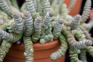 Características y cultivo del Collar de Jade (Crassula Marnieriana)