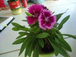 Características del Cravine (Dianthus chinensis)