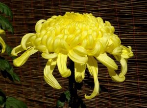 Crisantemo japonés