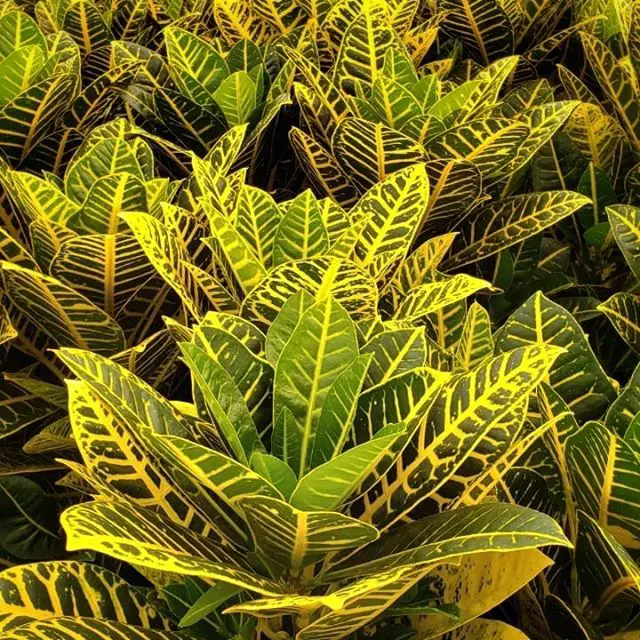 croton-canario
