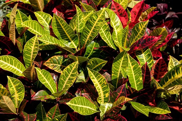Cómo cultivar Croton (Codiaeum variegatum)