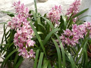 Cuidados específicos para hacer la flor de la orquídea Cymbidium