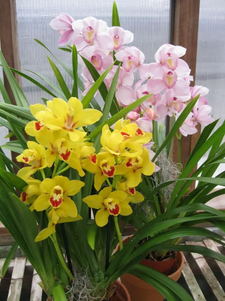 cymbidium