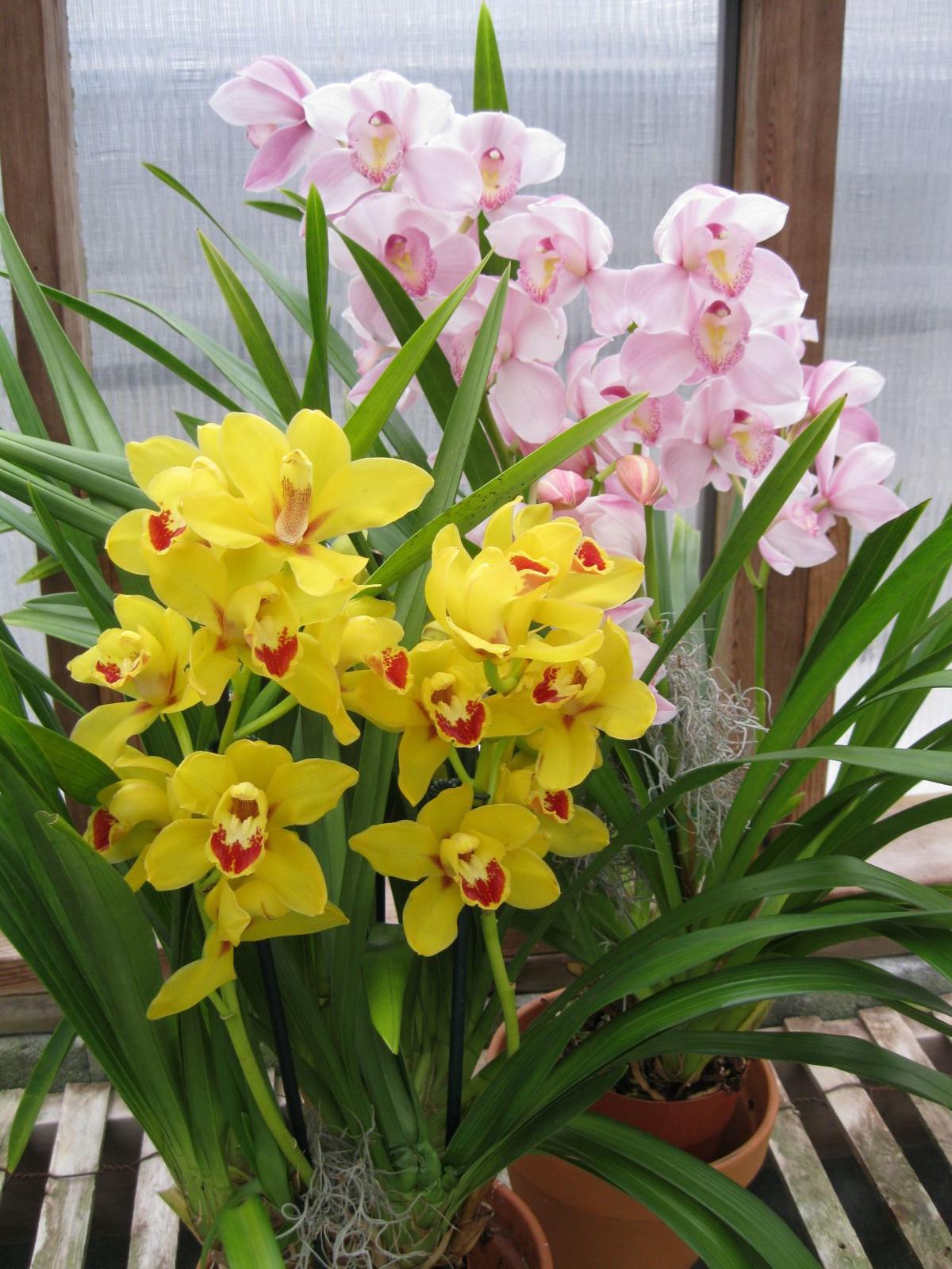 cymbidium