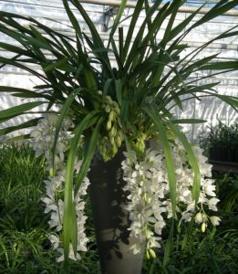 Aprenda a identificar especies de orquídeas