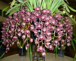 Cómo cultivar y florecer la orquídea Cymbidium